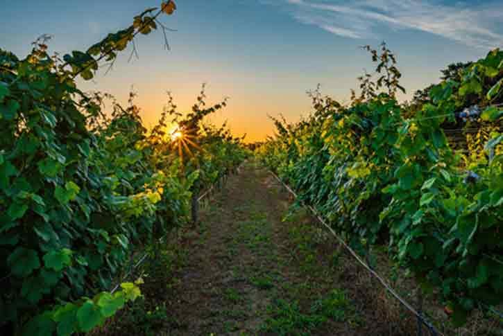 Corolla Sanctuary Vineyards