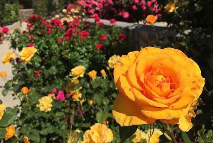 El Paso Municipal Rose Garden-1