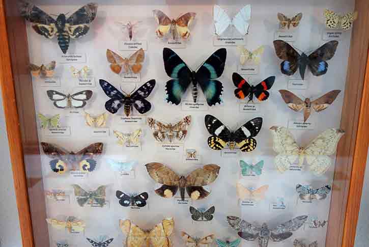 Entomology Museum