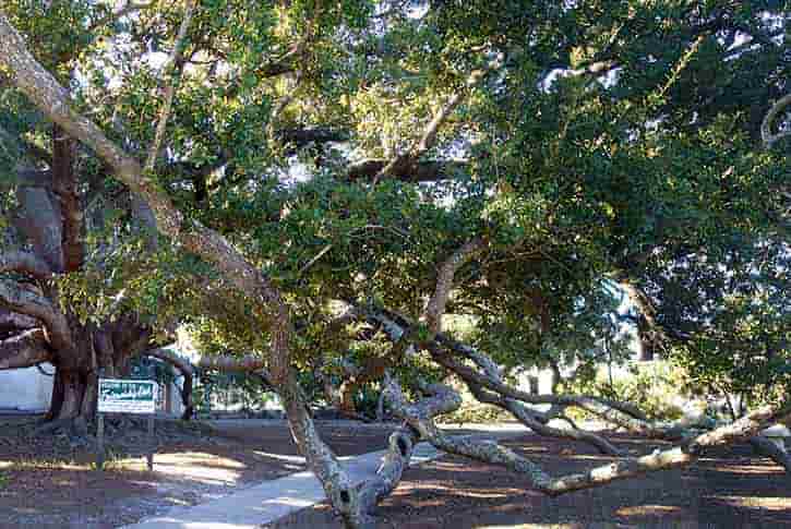 Friendship Oak at Gulf Park
