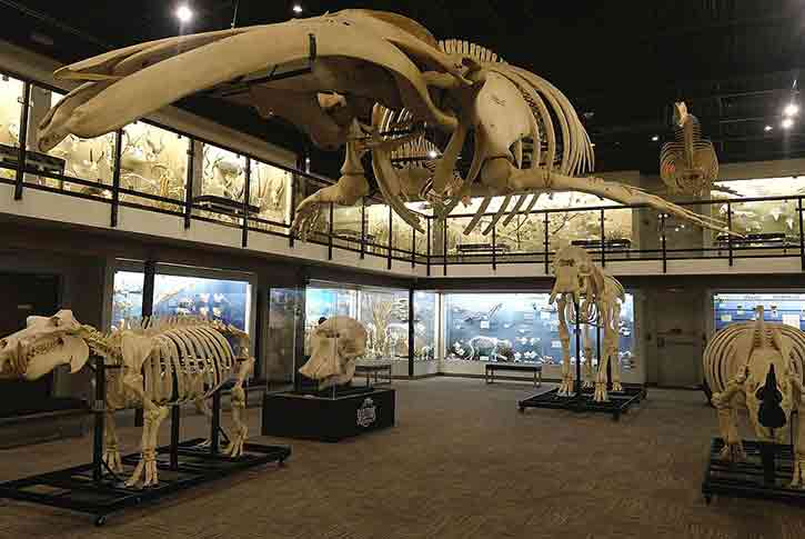  Museum of Osteology