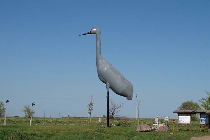 Sandy - The Worlds Largest Sandhill Crane